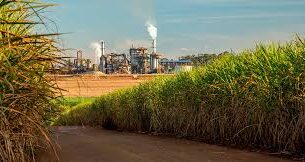 Usinas estão deixando 18% do ROI no campo! Cana da Lucro ou Prejuizo?