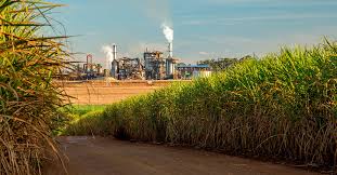Usinas estão deixando 18% do ROI no campo! Cana da Lucro ou Prejuizo?